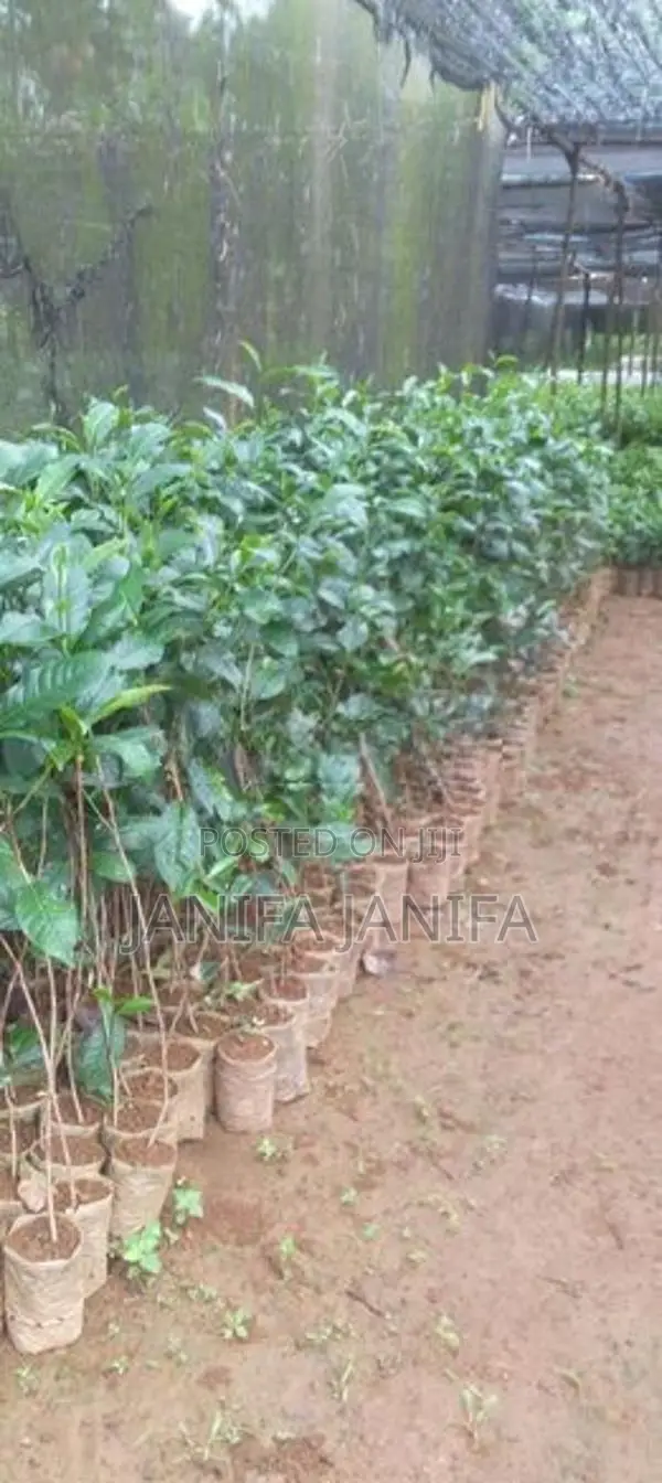 Tea Plant