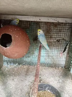 Rainbow Love Birds