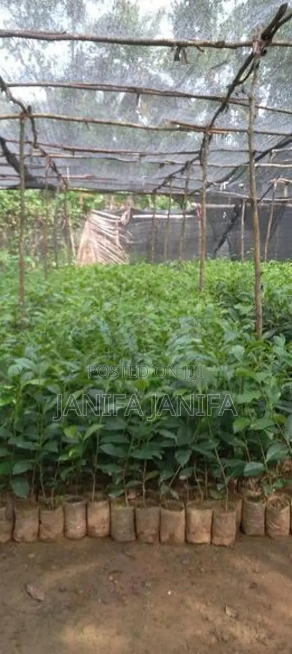 Tea Plant