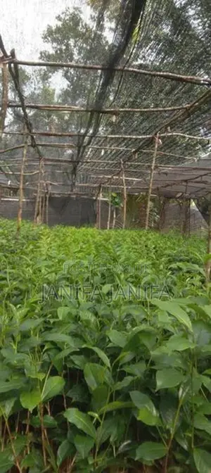 Tea Plant