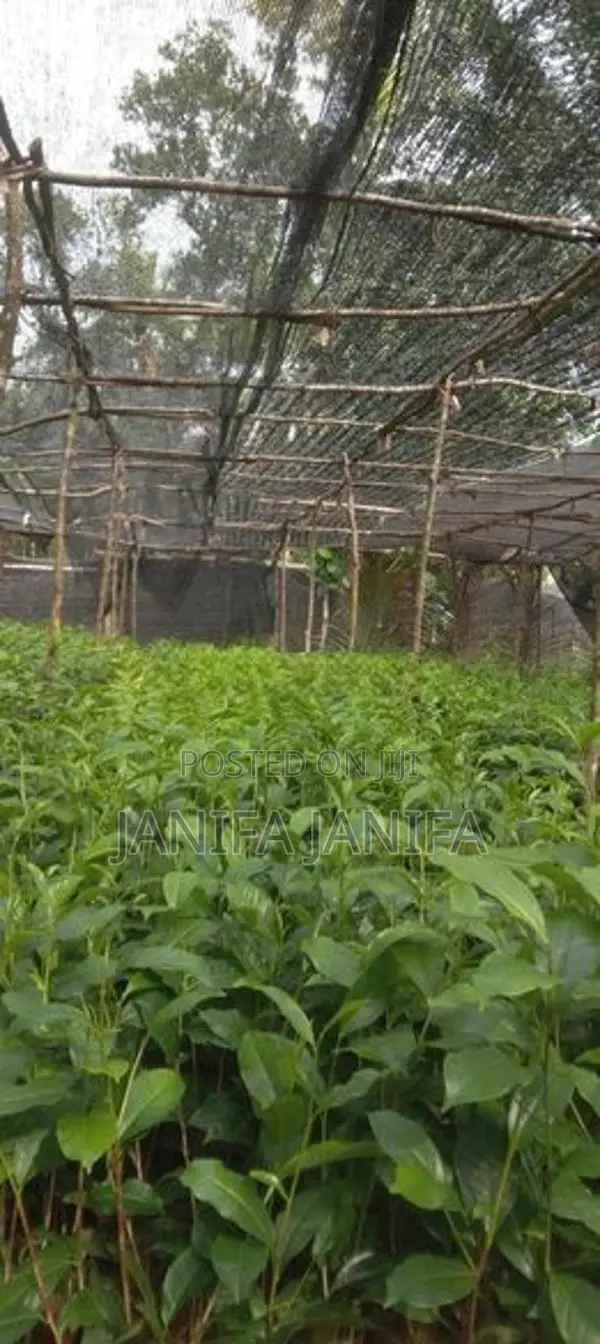 Tea Plant