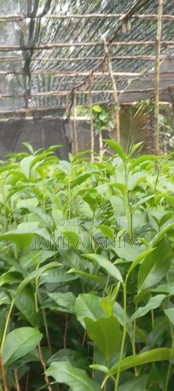 Tea Plant