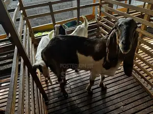 Jamnapari Goats