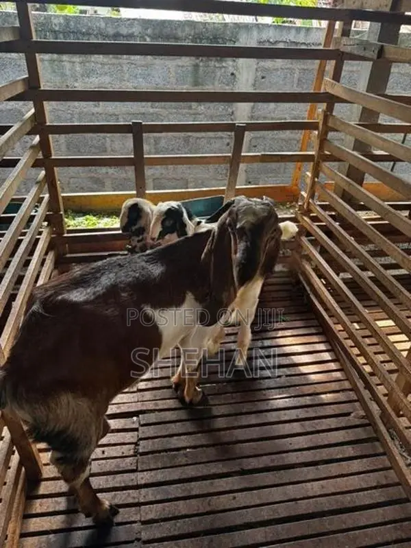 Jamnapari Goats