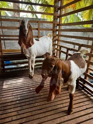 Jamnapari Goats