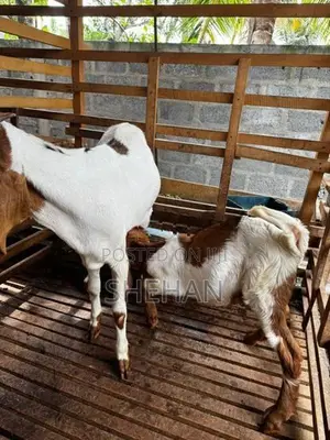 Jamnapari Goats