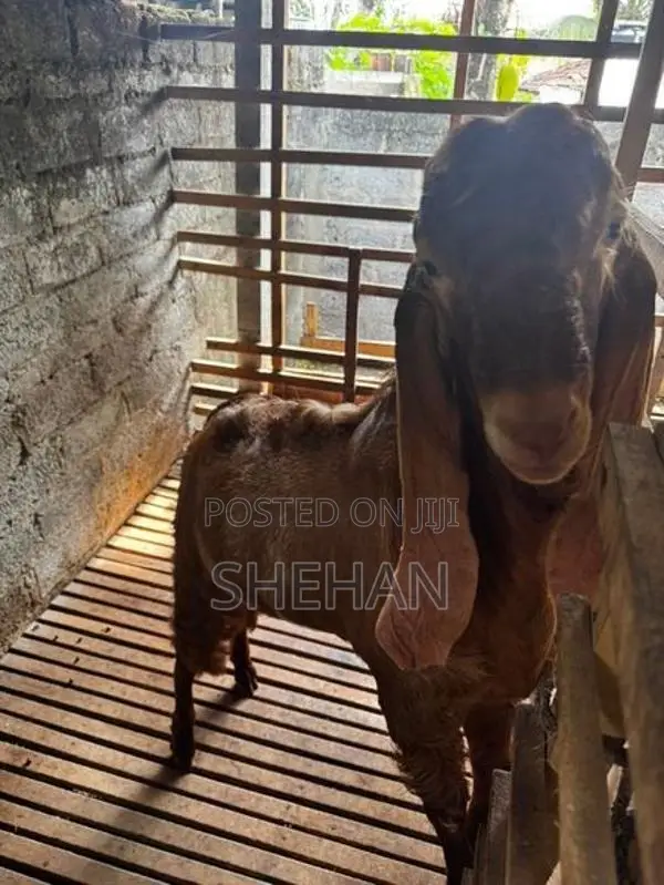 Jamnapari Goats