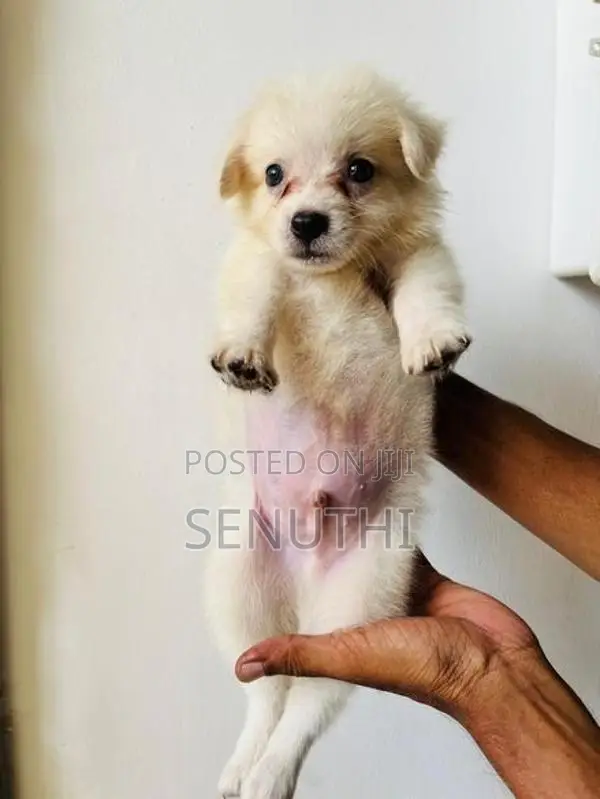 Lion Pomaneriyan Puppy