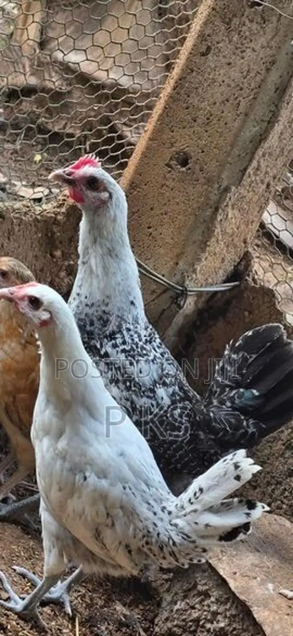 Farm Hens