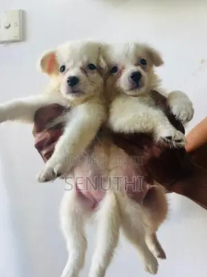Lion Pomaneriyan Puppy