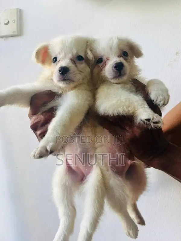 Lion Pomaneriyan Puppy