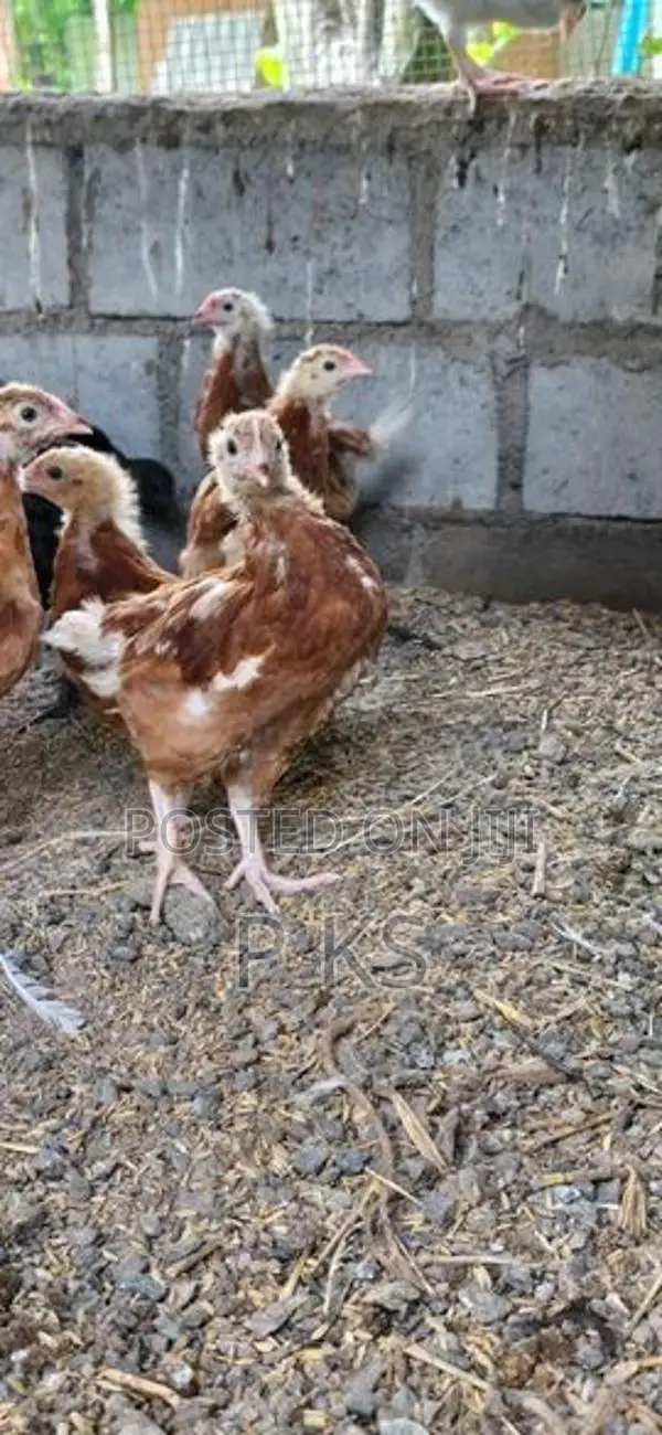 Farm Hens