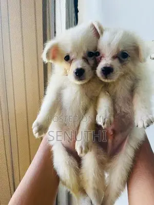 Lion Pomaneriyan Puppy