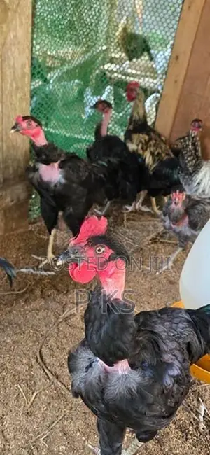 Farm Hens
