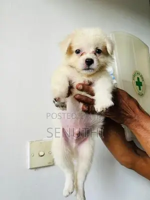 Lion Pomaneriyan Puppy