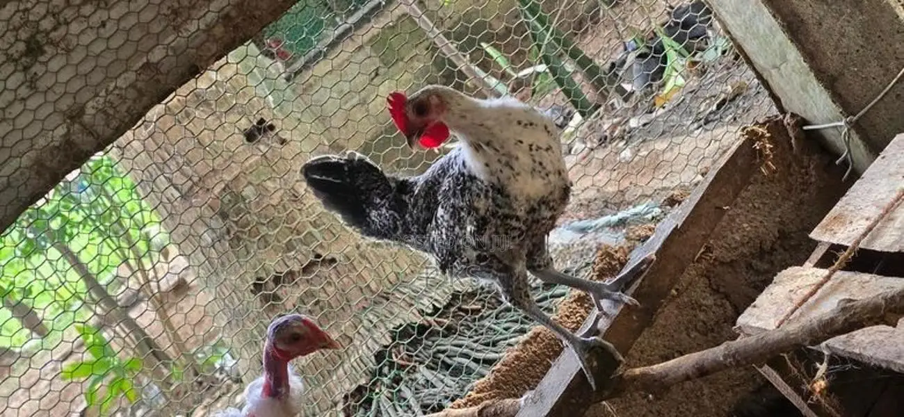 Farm Hens