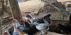 Farm Hens