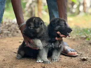 German Shepherd Long Coat Puppy