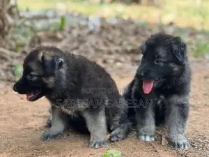 German Shepherd Long Coat Puppy
