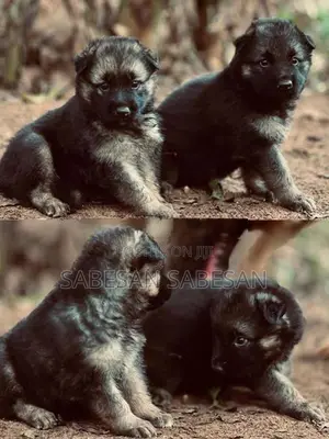 German Shepherd Long Coat Puppy