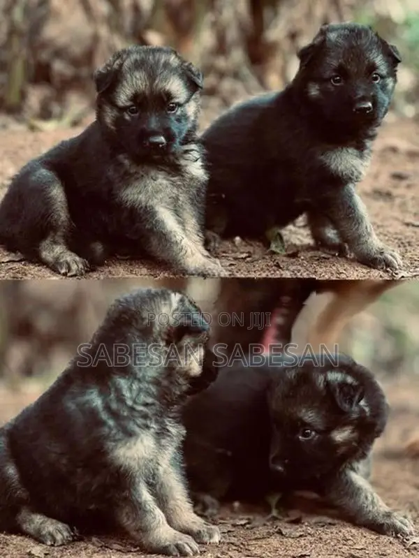 German Shepherd Long Coat Puppy