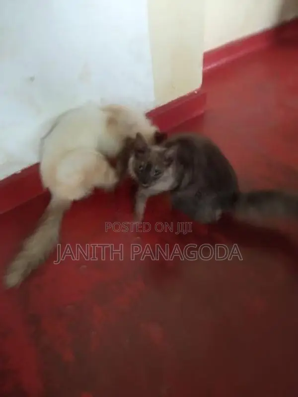 Himalayan Cat