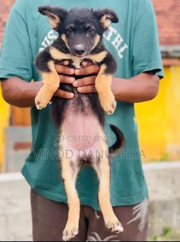 German Shepherd Puppies