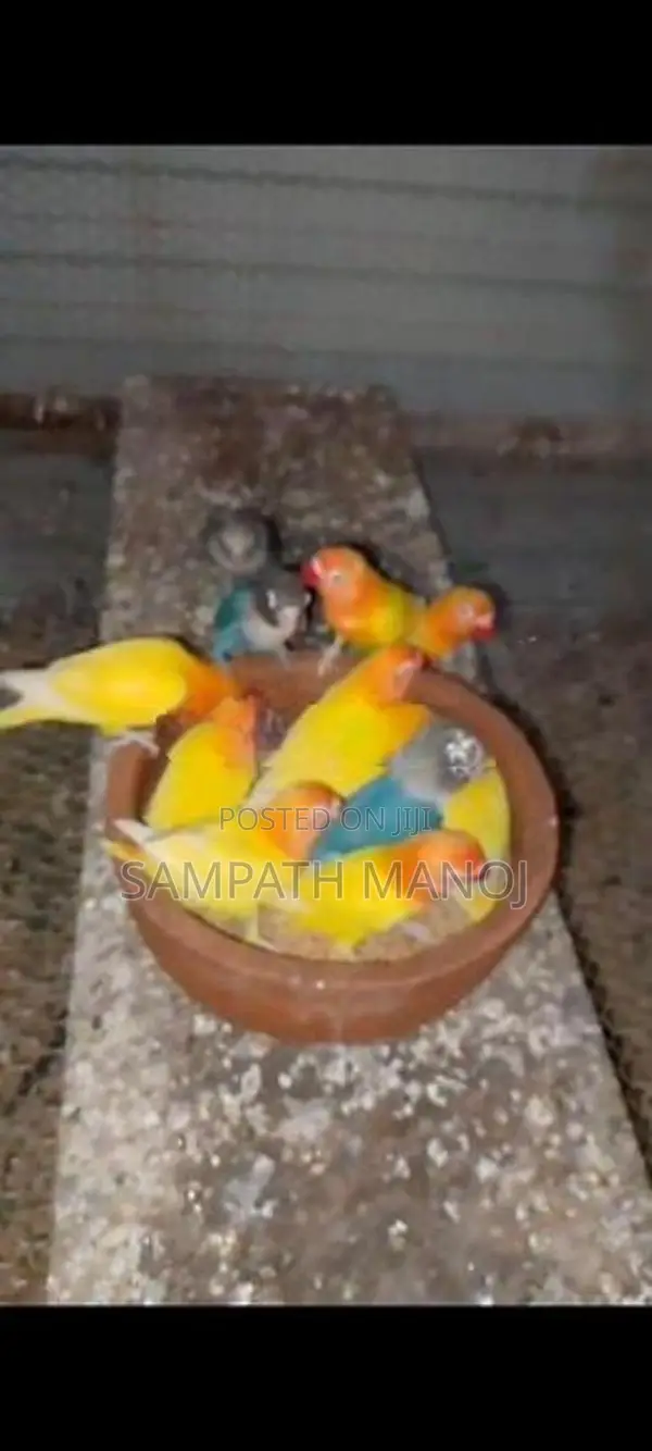 African Love Bird