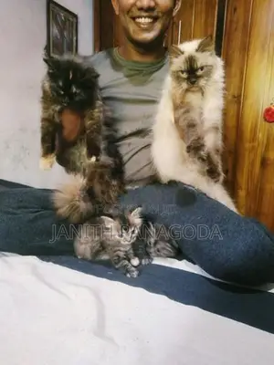 Himalayan Cat