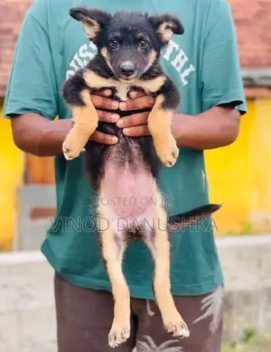 German Shepherd Puppies