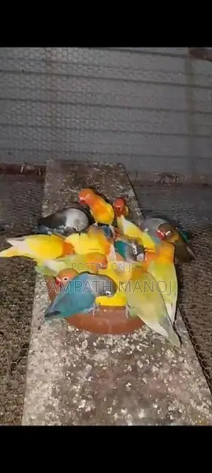 African Love Bird