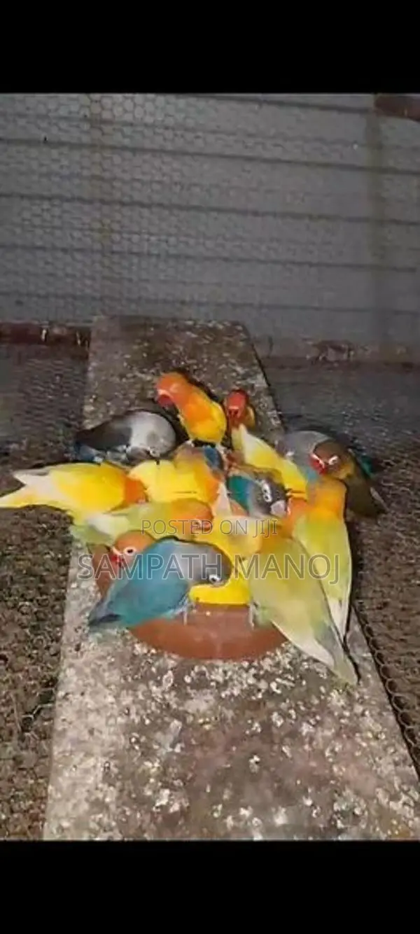 African Love Bird