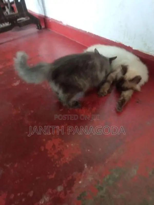 Himalayan Cat