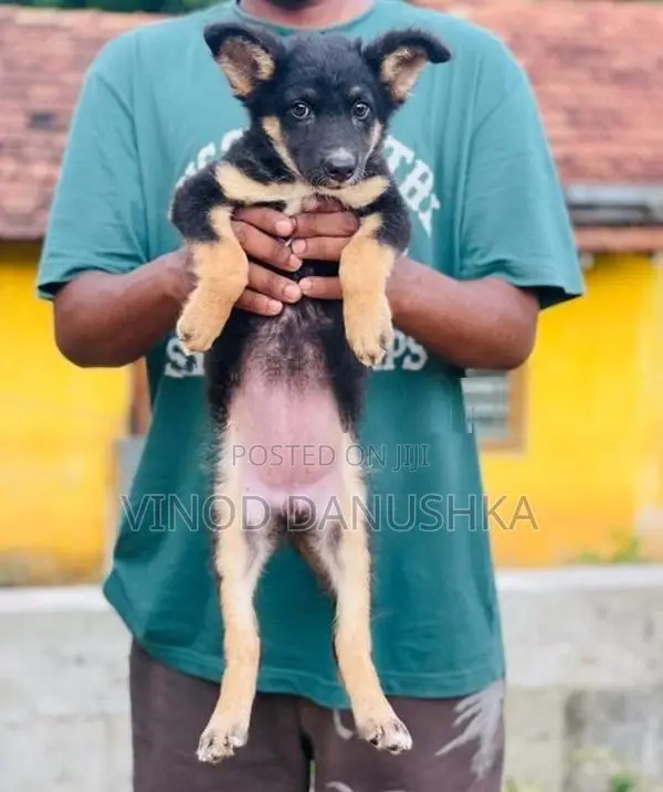 German Shepherd Puppies