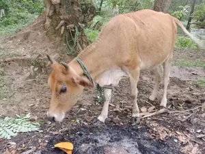 Farm Cow
