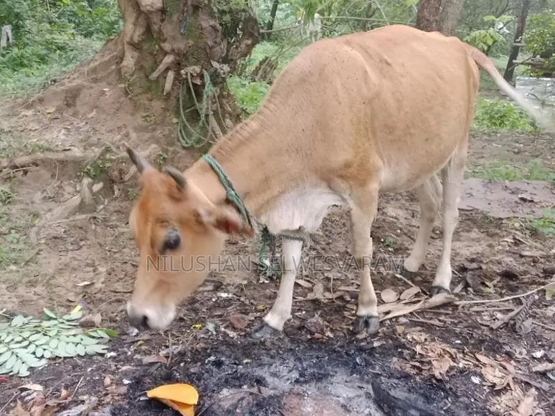Farm Cow