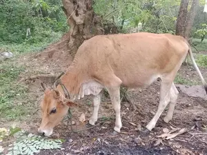 Farm Cow