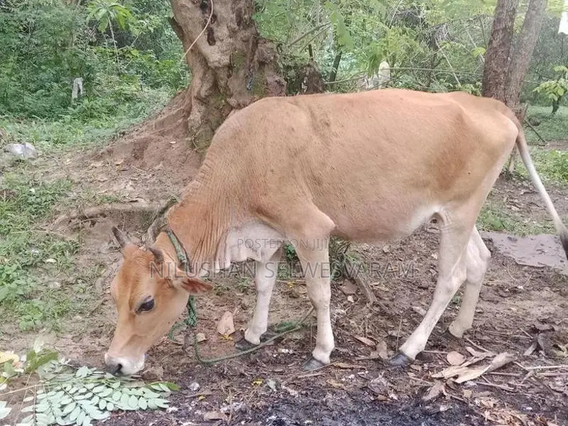 Farm Cow