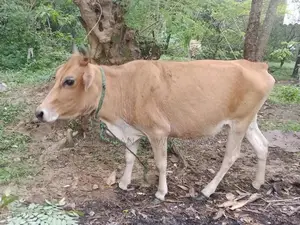 Farm Cow