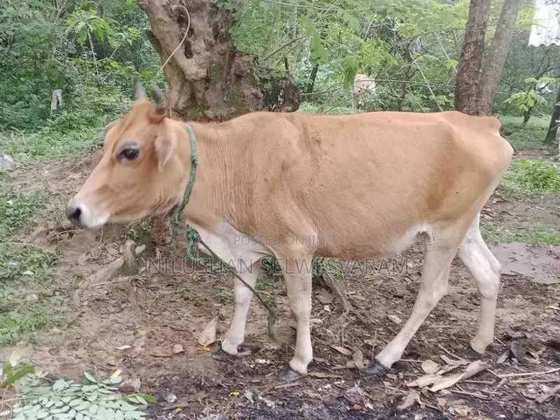 Farm Cow