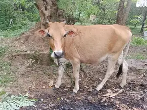 Farm Cow