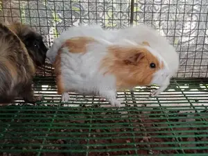 Guinea pigs
