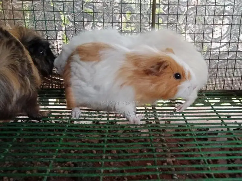 Guinea pigs