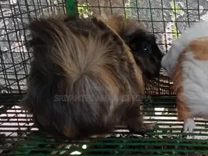 Guinea pigs