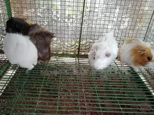 Guinea pigs