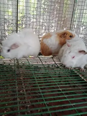 Guinea pigs
