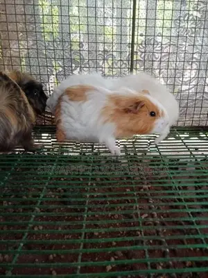 Guinea pigs