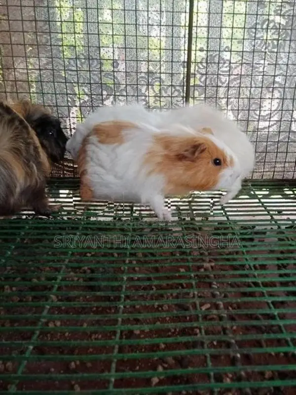 Guinea pigs