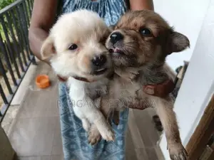 Pomeranian Mix Puppies