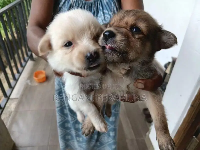 Pomeranian Mix Puppies